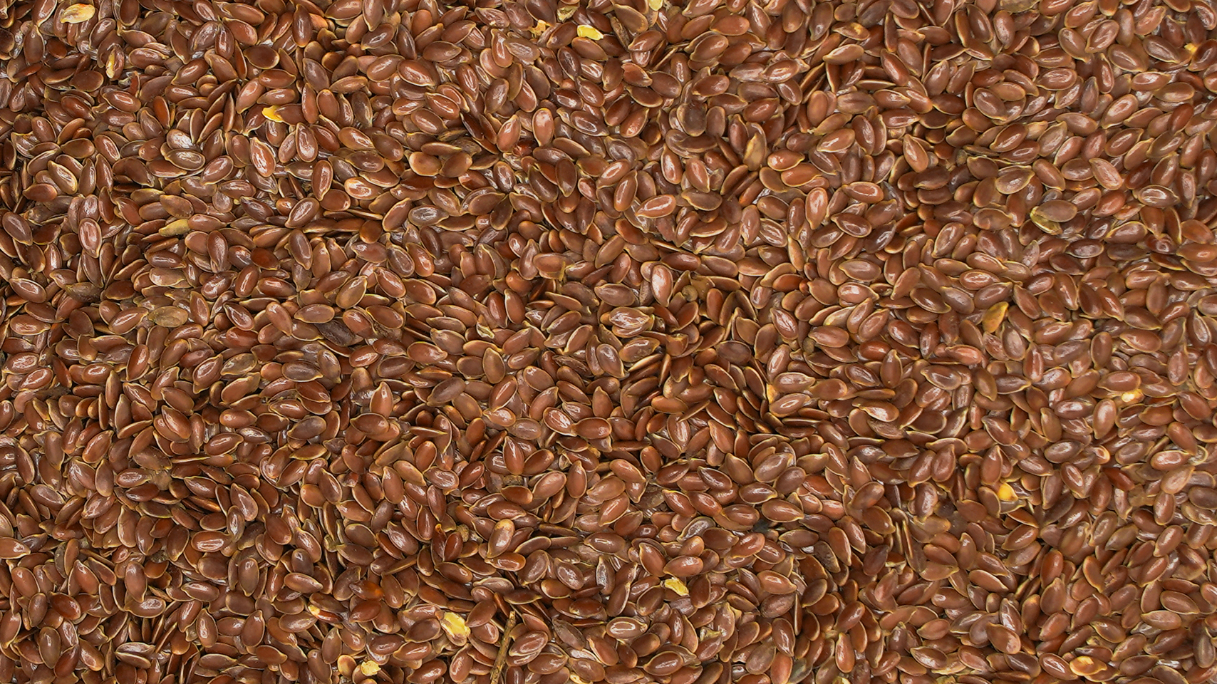 Flax Seed